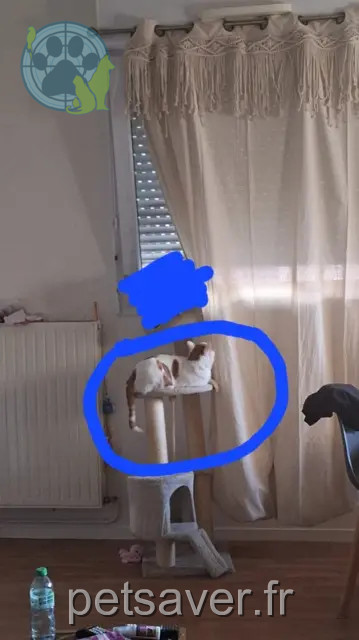 gato perdido 93500 Pantin Bébé gato lost 93500 Pantin Bébé