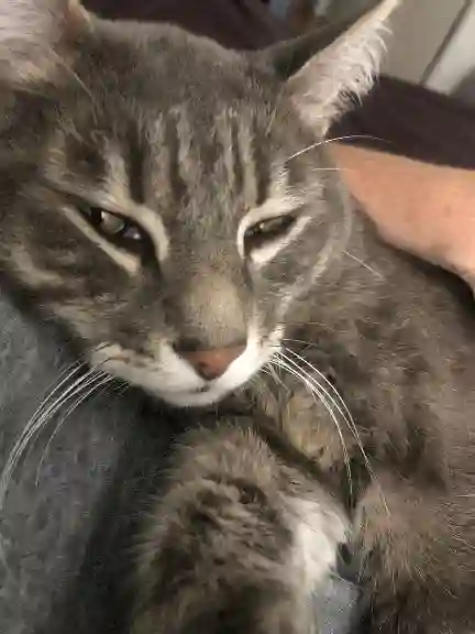 Chat Perdu 93 Seine-Saint-Denis - Cannabis Chat Perdu 93 Seine-Saint-Denis - Cannabis