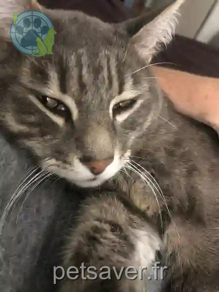 Chat Perdu 93 Seine-Saint-Denis - Cannabis Chat Perdu 93 Seine-Saint-Denis - Cannabis