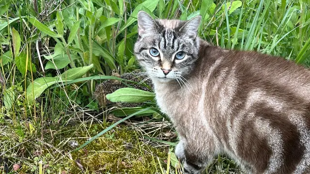 chat lost   93800 Épinay-sur-Seine Caramel