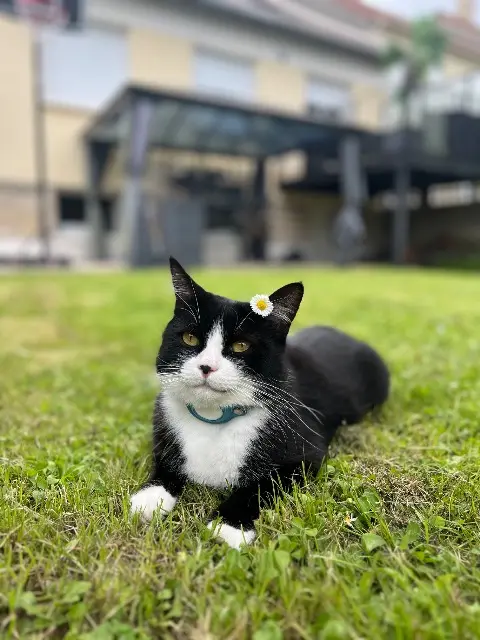 chat lost   93290 Tremblay-en-France Cece