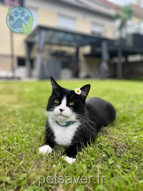 Kater vermisst 93290 Tremblay-en-France Cece Kater lost 93290 Tremblay-en-France Cece