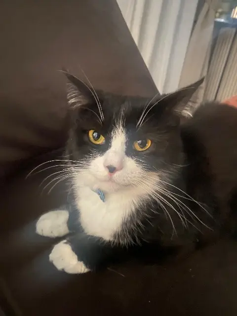 chat lost   93290 Tremblay-en-France Cece