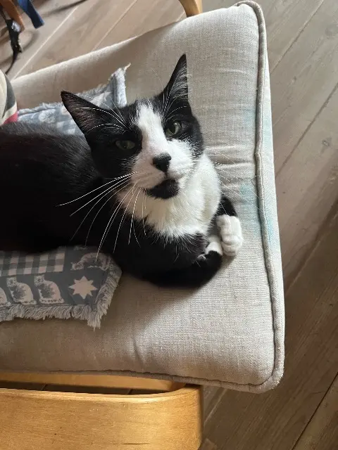 chat lost   93310 Le Pré-Saint-Gervais Cesar