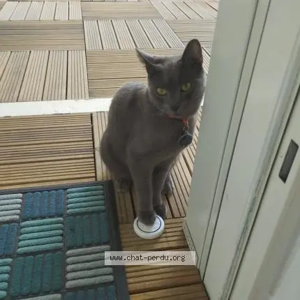 gato perdido 93160 Noisy-le-Grand Charly gato lost 93160 Noisy-le-Grand Charly