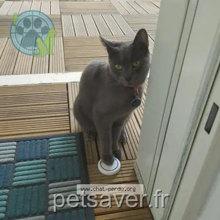 cat lost 93160 Noisy-le-Grand Charly cat lost 93160 Noisy-le-Grand Charly