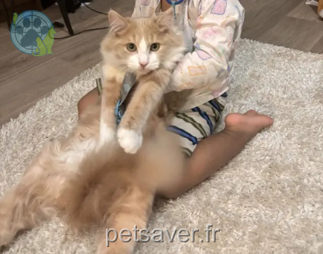 gato perdido 93220 Gagny Chaton gato lost 93220 Gagny Chaton