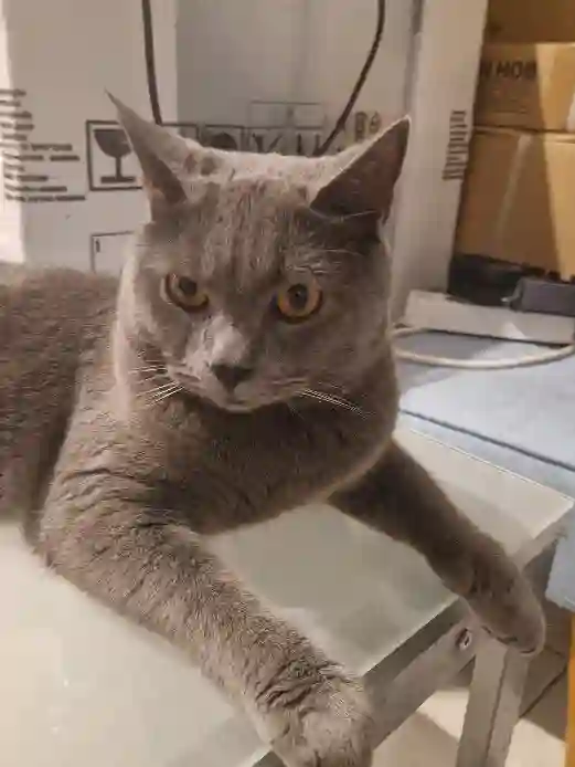 Chat Perdu 93 Seine-Saint-Denis - Claude Chat Perdu 93 Seine-Saint-Denis - Claude