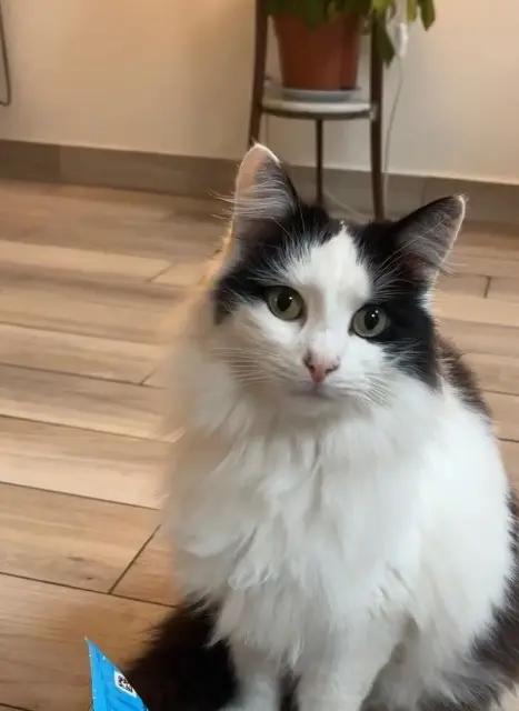 chat lost   93110 Rosny-sous-Bois Cookie
