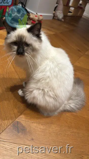 chat lost   93390 Clichy-sous-Bois Dadin