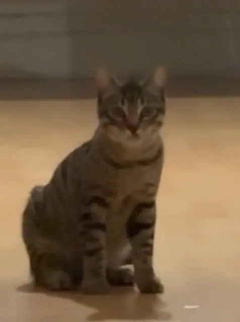 chat lost   93130 Noisy-le-Sec Drogo