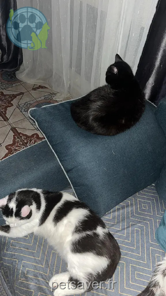 Chat Perdu 93 Seine-Saint-Denis - Duo Chat Perdu 93 Seine-Saint-Denis - Duo