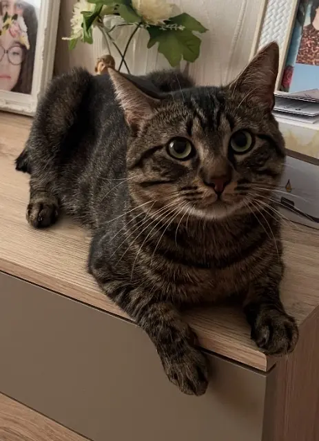 chat lost   93160 Noisy-le-Grand Eddie