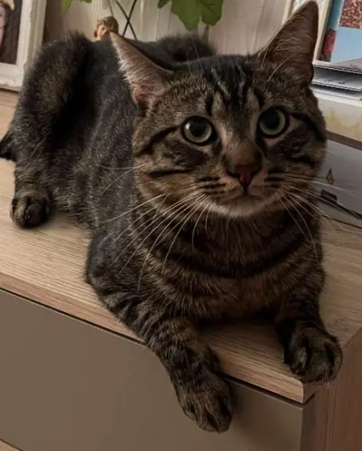 chat lost   93160 Noisy-le-Grand Eddie