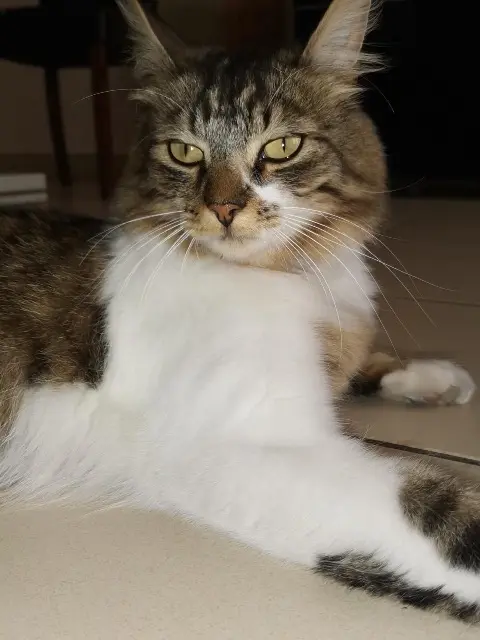 chat lost   93290 Tremblay-en-France Eddy