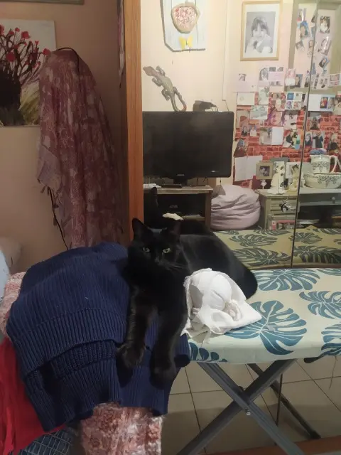 chat lost   93190 Livry-Gargan Filou