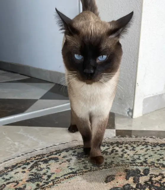chat lost   93500 Pantin Ghost