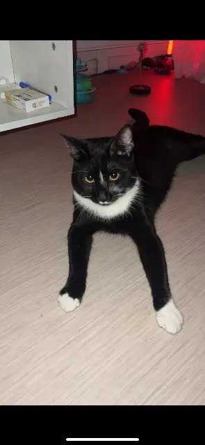 chat lost   93320 Les Pavillons-sous-Bois Gioia
