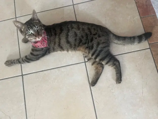 chat lost   93220 Gagny Griffith