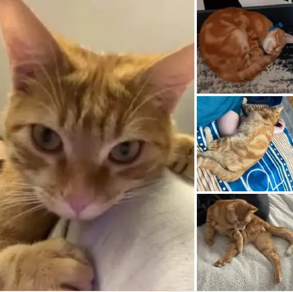 Chat Perdu 93 Seine-Saint-Denis - Gucci Chat Perdu 93 Seine-Saint-Denis - Gucci