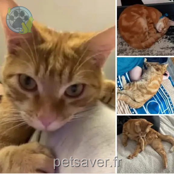 Chat Perdu 93 Seine-Saint-Denis - Gucci Chat Perdu 93 Seine-Saint-Denis - Gucci