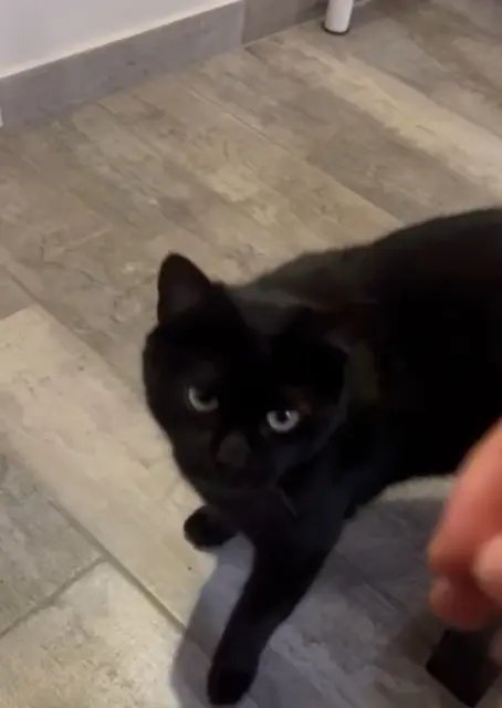 chat lost   93700 Drancy Harun