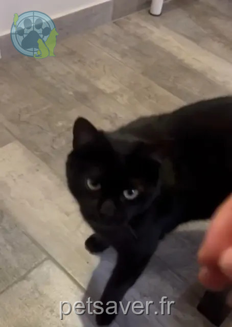 Kater vermisst 93700 Drancy Harun Kater lost 93700 Drancy Harun