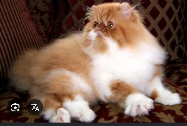 kater vermist 93700 Drancy Inconnue kater lost 93700 Drancy Inconnue