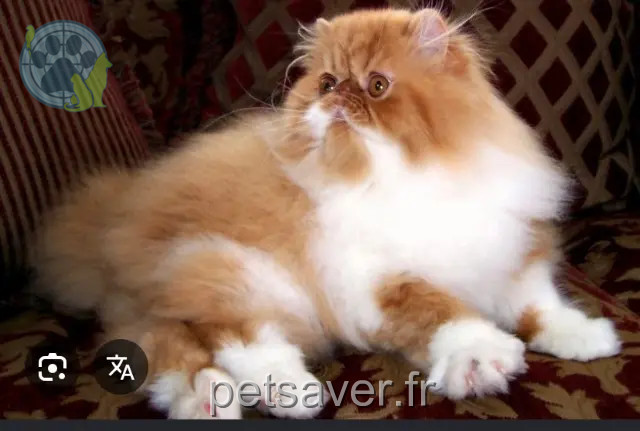 gatto perso 93700 Drancy Inconnue gatto lost 93700 Drancy Inconnue