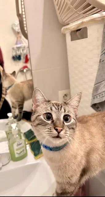 chat lost   93800 Épinay-sur-Seine Jacques
