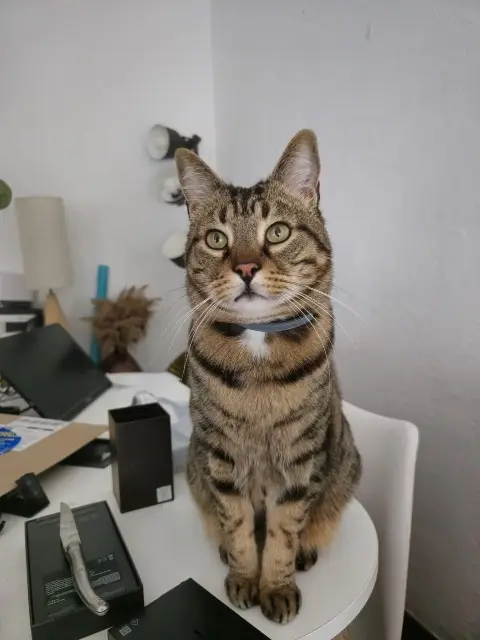 chat lost   93160 Noisy-le-Grand JAZZ (aussi appelé ZAZOU)