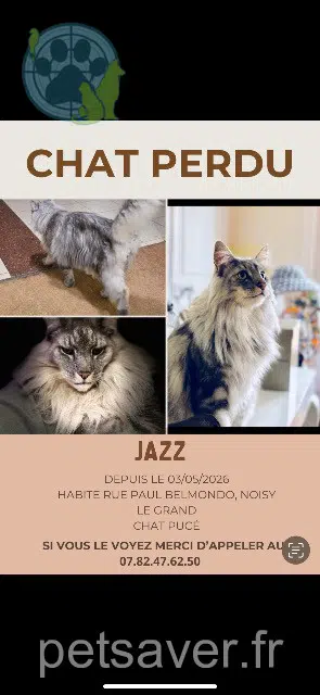 chat lost 93160 Noisy-le-Grand Jazz