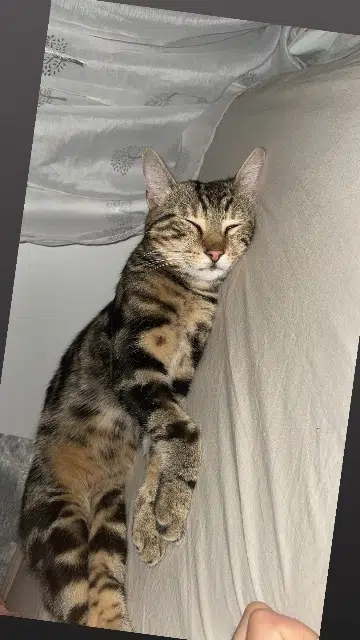 chat lost   93270 Sevran Jimmy