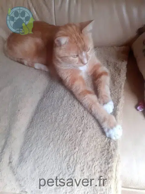 chat lost   93230 Romainville Jimmy
