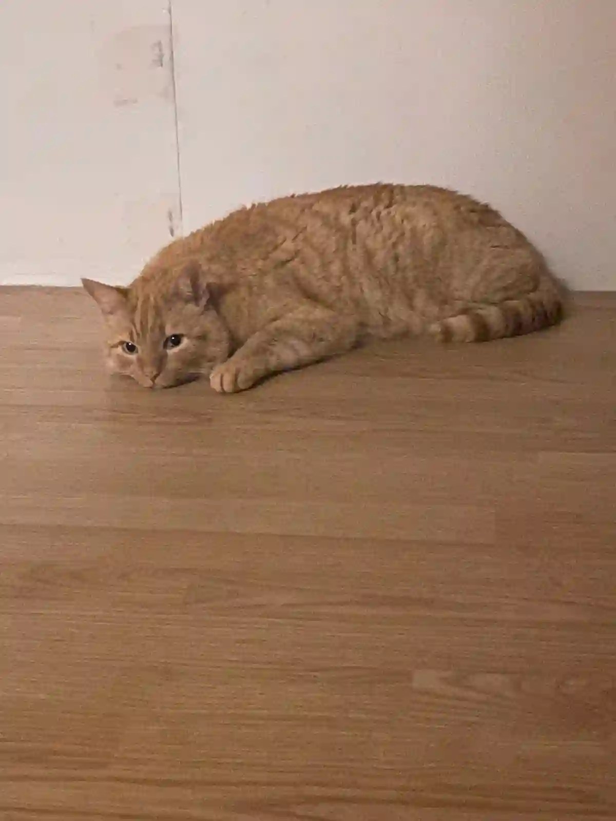 Chat Perdu 93 Seine-Saint-Denis - Jules Chat Perdu 93 Seine-Saint-Denis - Jules