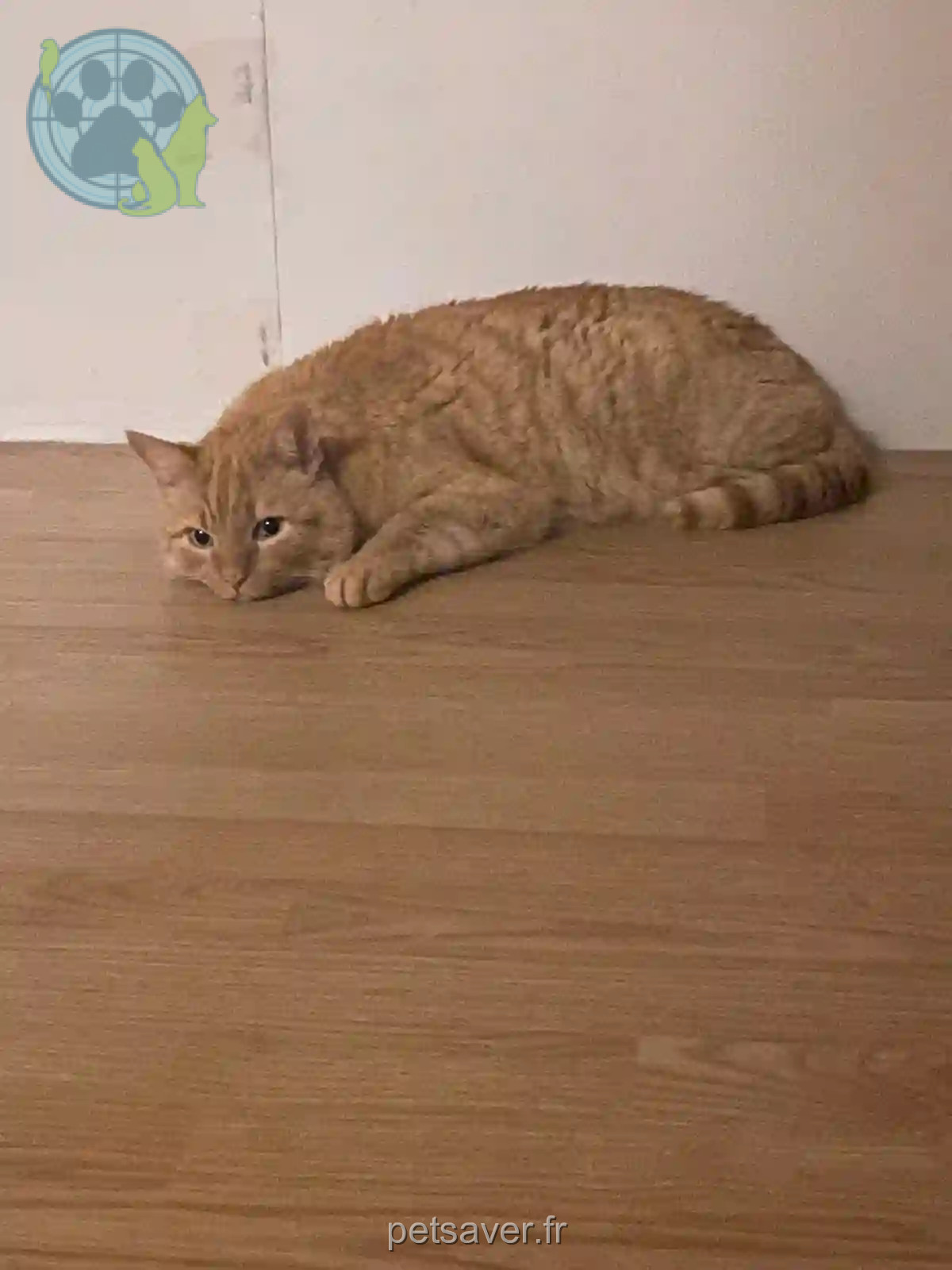Chat Perdu 93 Seine-Saint-Denis - Jules Chat Perdu 93 Seine-Saint-Denis - Jules