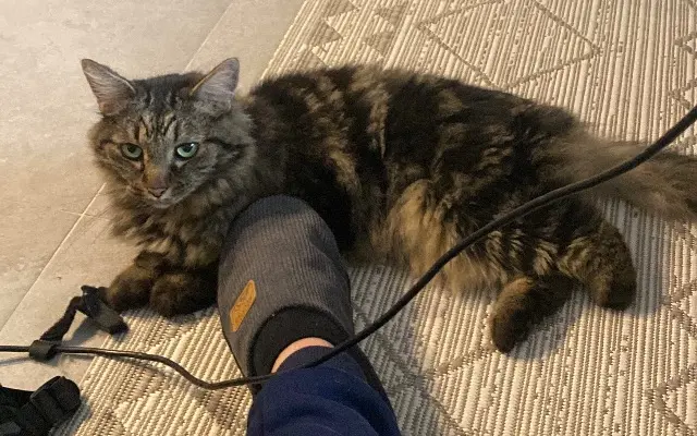 chat lost   93370 Montfermeil JUMPY