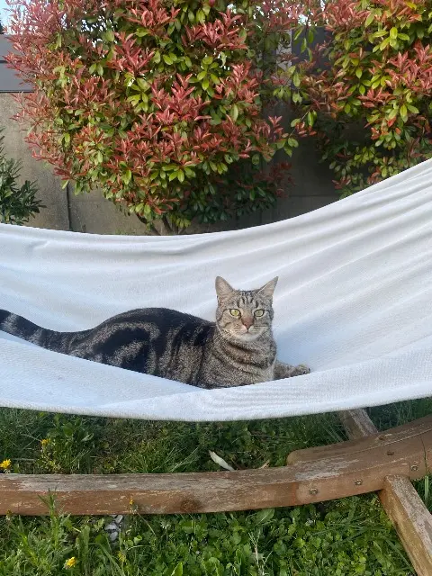 chat lost   93150 Le Blanc-Mesnil Kaito