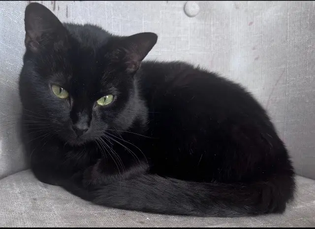 chat lost   93260 Les Lilas Kala