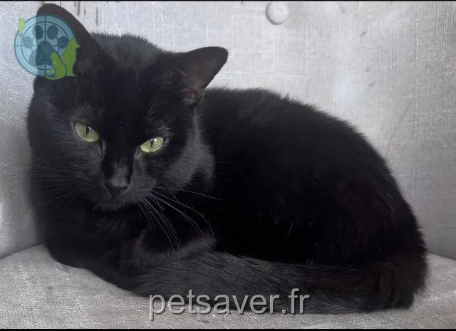 Kater vermisst 93260 Les Lilas Kala Kater lost 93260 Les Lilas Kala