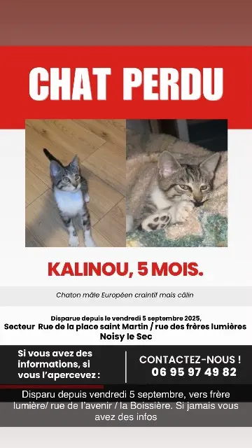chat lost   93130 Noisy-le-Sec Kalinou