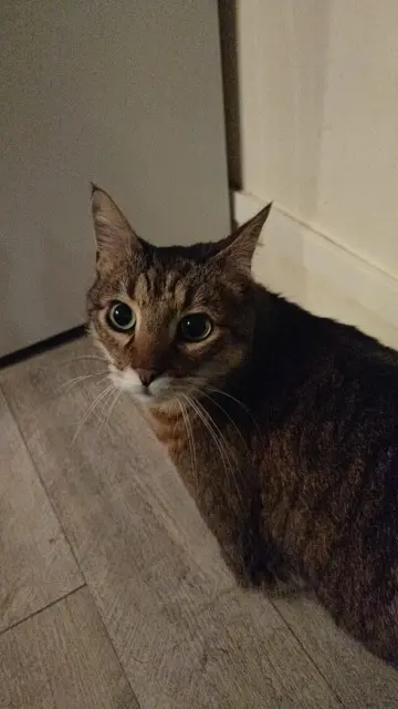 chat lost   93600 Aulnay-sous-Bois Kevin