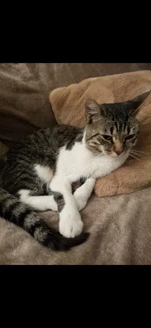 chat lost   93240 Stains Kiko