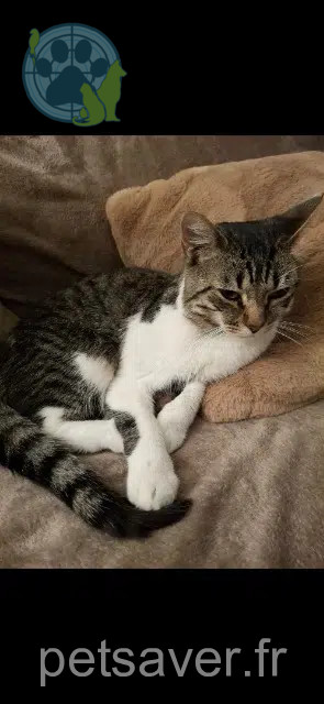 kater vermist 93240 Stains Kiko kater lost 93240 Stains Kiko