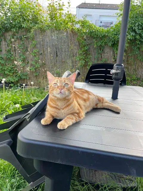 chat lost   93190 Livry-Gargan Kira