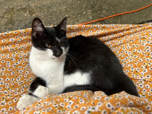 chat lost   93240 Stains Kiwi