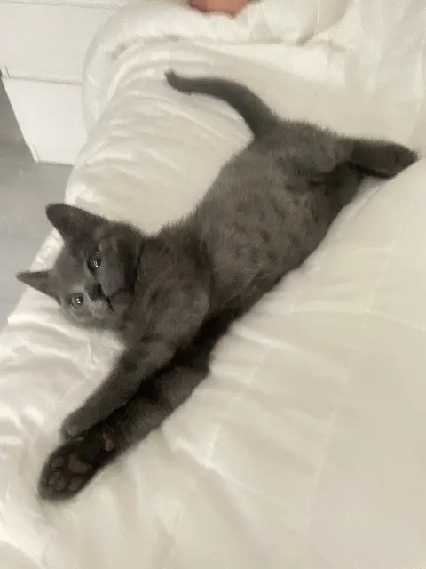 chat lost   93300 Aubervilliers Koda