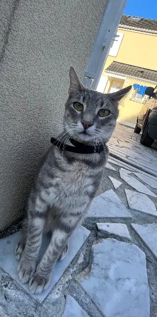 chat lost   93420 Villepinte Kovou