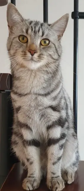 chat lost   93600 Aulnay-sous-Bois Kovu