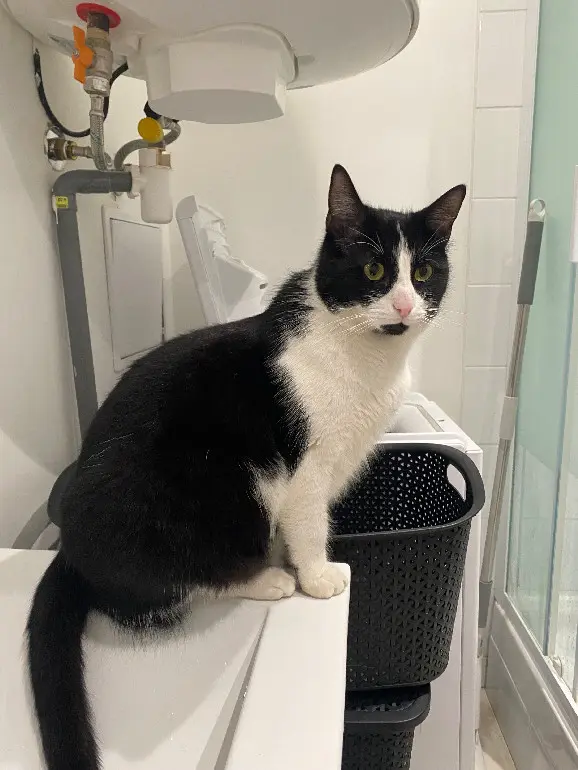 Chat Perdu 93 Seine-Saint-Denis - Le-petit-chat-timaou Chat Perdu 93 Seine-Saint-Denis - Le-petit-chat-timaou